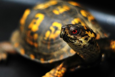 Box Turtle