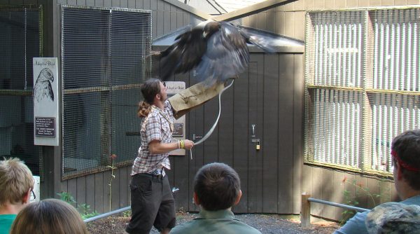 Golden Eagle