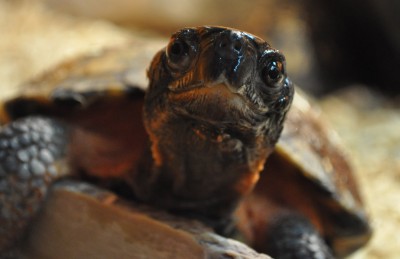 Wood Turtle