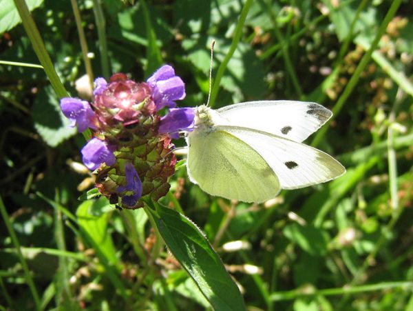 Common Eastern Butterflies - Shaver’s Creek Environmental Center