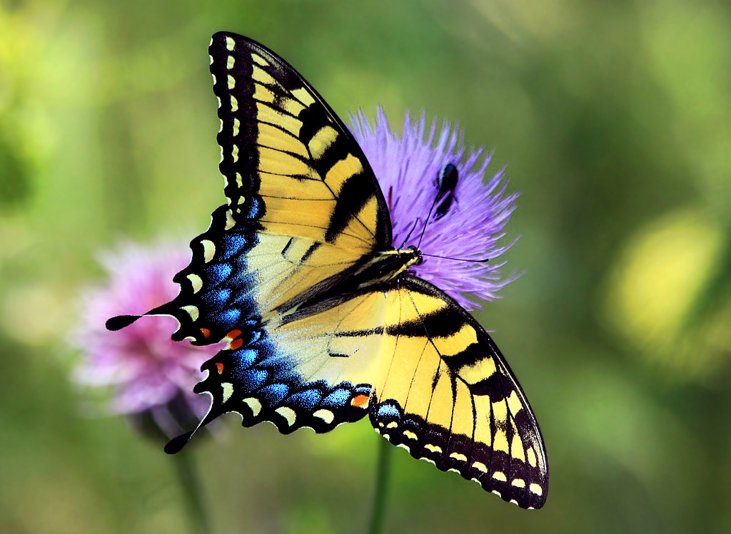 Common Eastern Butterflies Shavers Creek Environmental Center