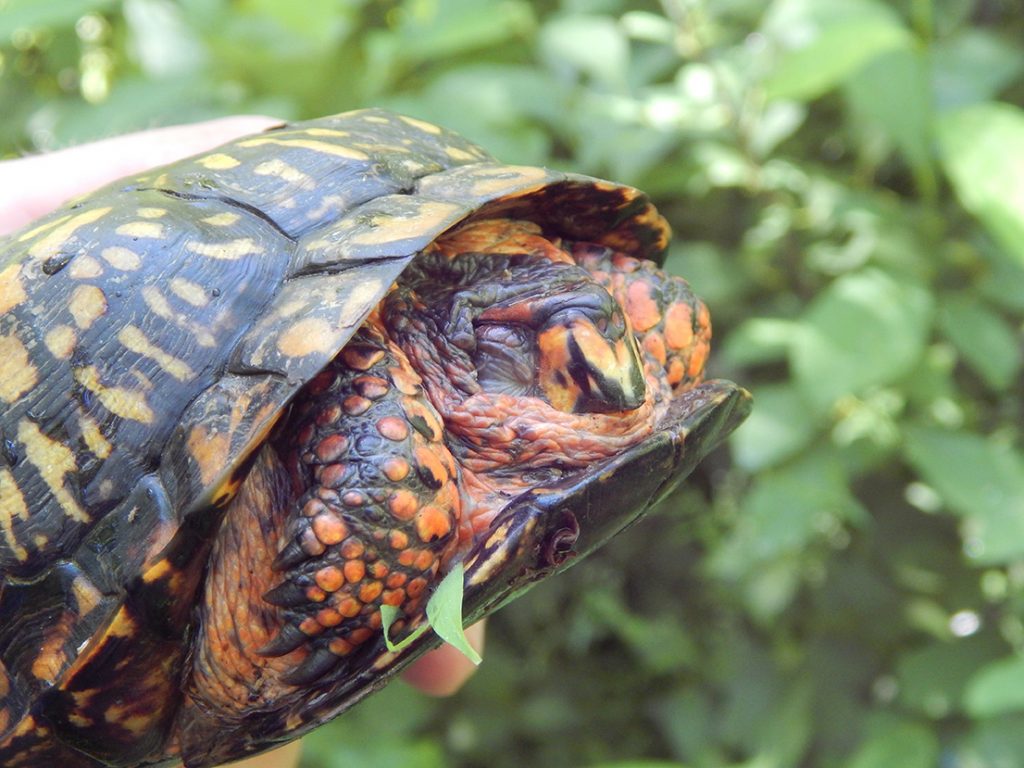 How to Help a Turtle Cross the Road - Shaver’s Creek Environmental Center