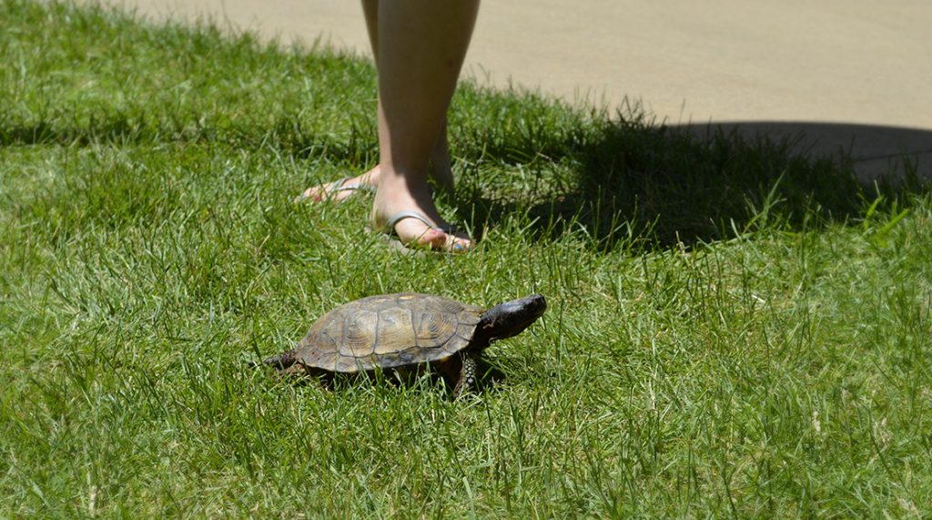 How To Help A Turtle Cross The Road Shavers Creek Environmental Center 2173