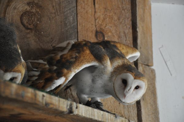 Raptor Center At Shaver S Creek Hawks Owls Eagles Central Pa