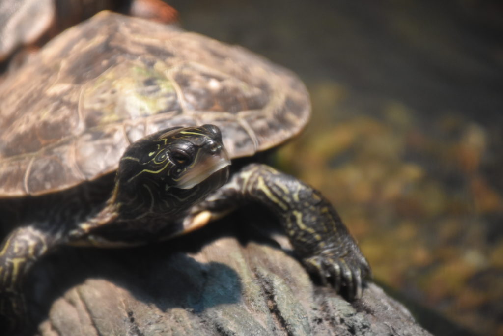 Shaver's Creek Discovery Room | Hands-on Nature Exhibits | Live Animals