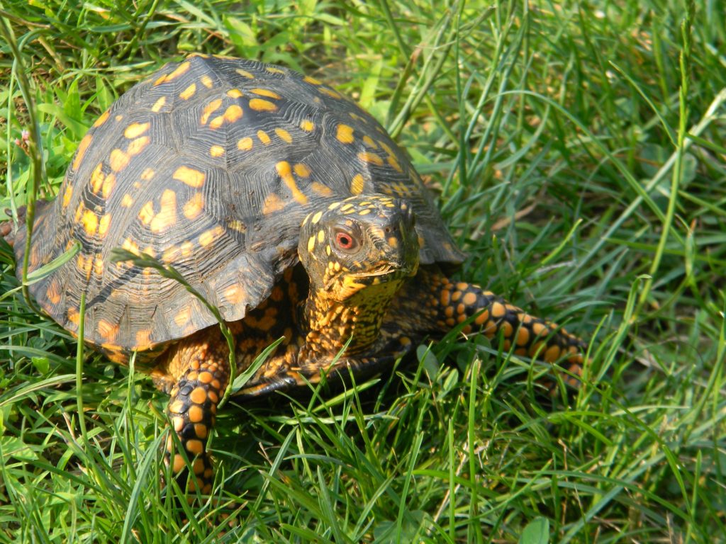 Shaver's Creek Discovery Room | Hands-on Nature Exhibits | Live Animals