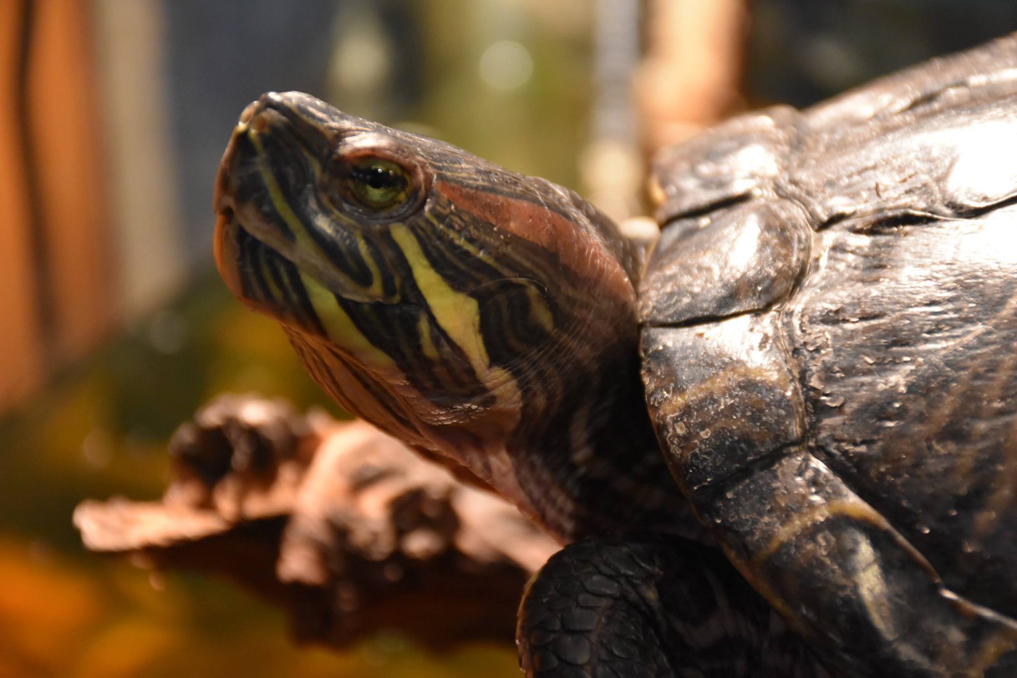 Shaver's Creek Discovery Room | Hands-on Nature Exhibits | Live Animals