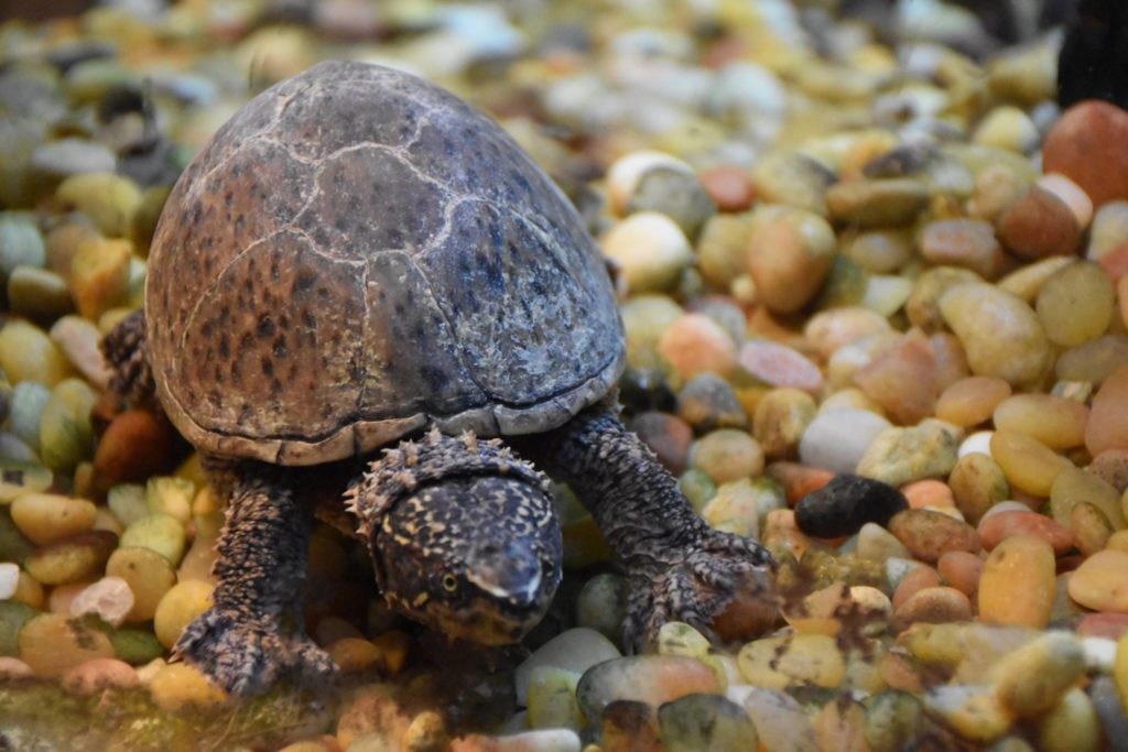 Shaver's Creek Discovery Room | Hands-on Nature Exhibits | Live Animals