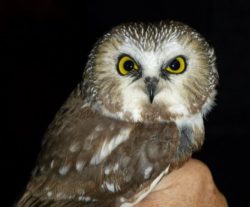 Owl Prowl Tips - Shaver’s Creek Environmental Center