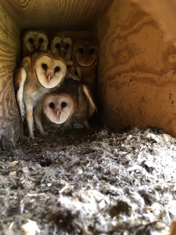 A View from Inside a Barn Owl Nest Box - Shaver’s Creek Environmental ...