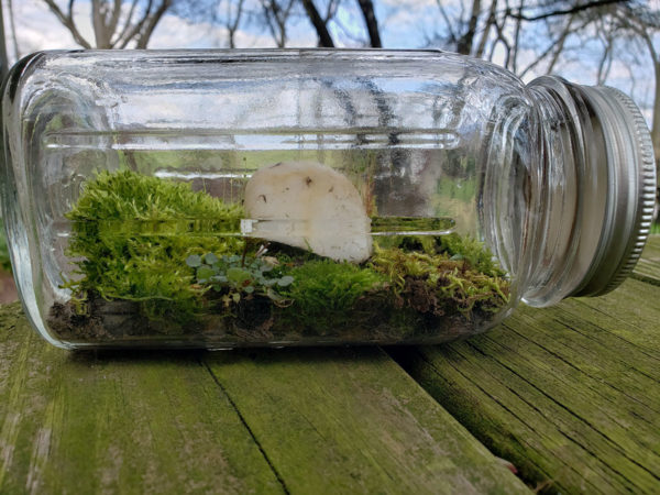 How to Make Ecosystem Jar 