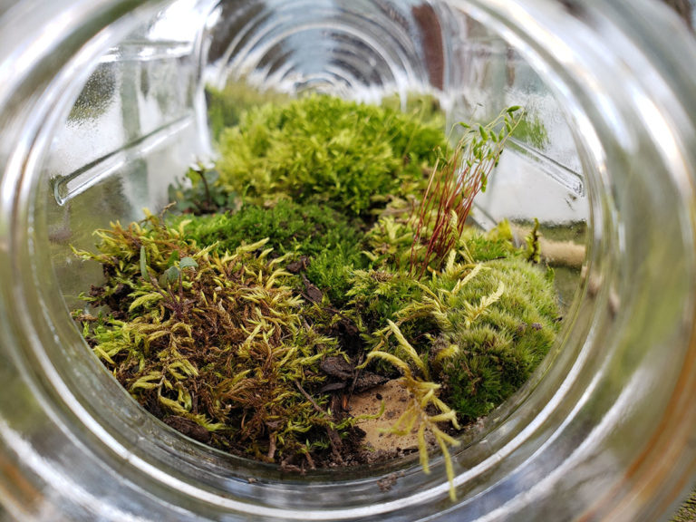 Create Your Own Mini Ecosystem at Home! - Shaver’s Creek Environmental ...