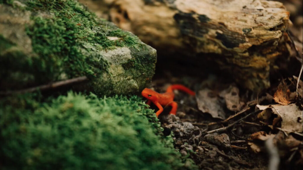 Amphibian Habitat Search - Nature Activities to Go - Shaver’s Creek