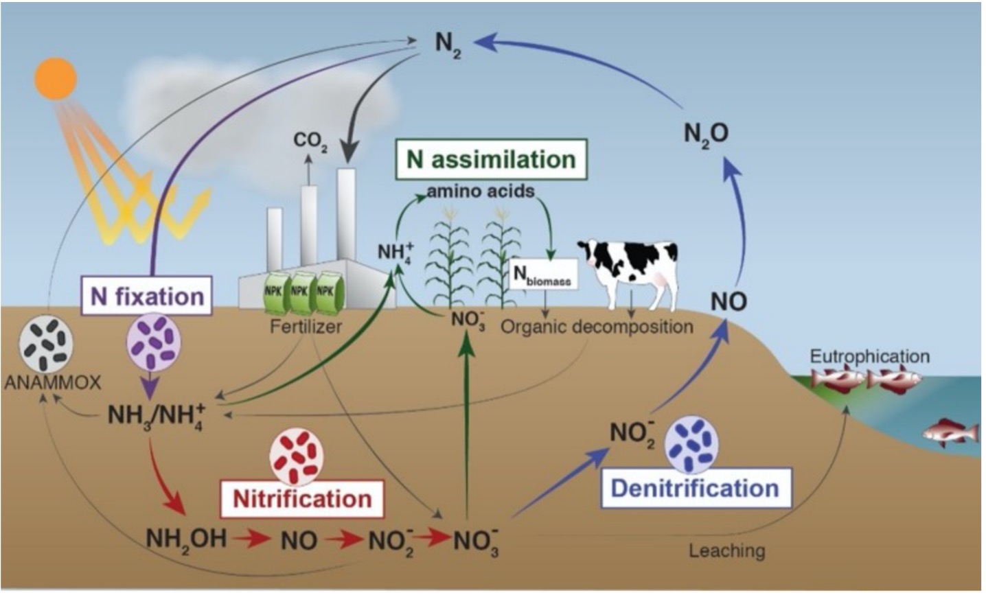 riparian-buffers-and-denitrification-shaver-s-creek-environmental-center