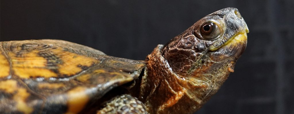 Wonderful Wood Turtles - Shaver’s Creek Environmental Center