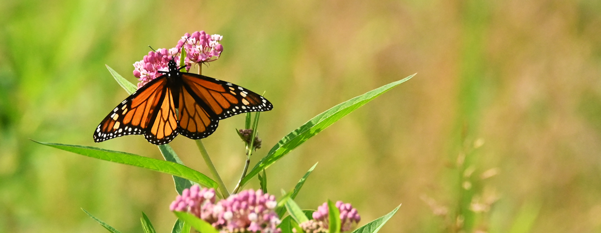 Community Nature Journaling - Shaver’s Creek Environmental Center