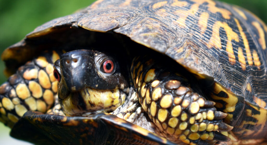 Eastern Box Turtles: a Declining Gem of Eastern Forests - Shaver’s ...