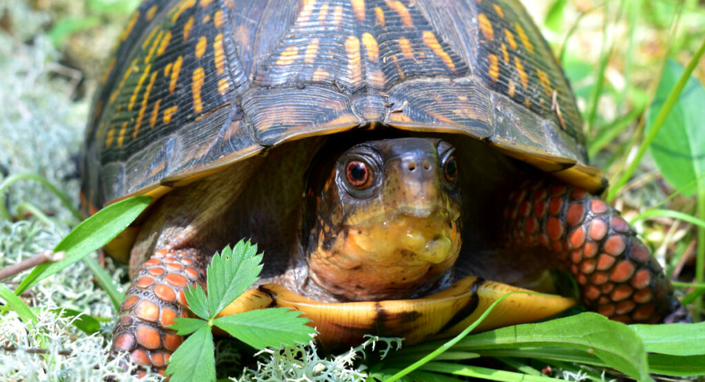 Eastern Box Turtles: a Declining Gem of Eastern Forests - Shaver’s ...