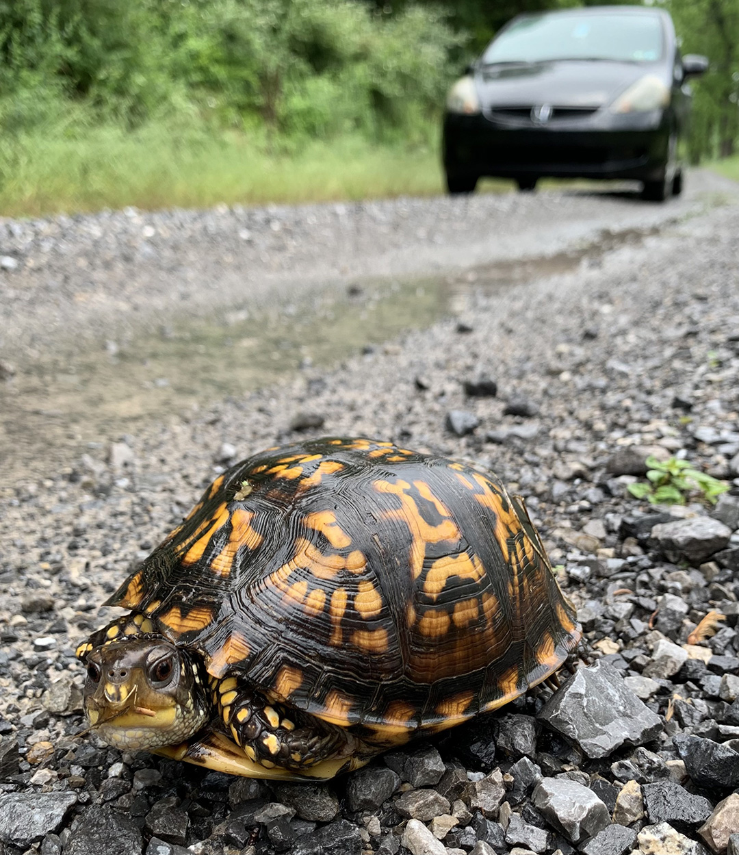 Eastern Box Turtles: A Declining Gem Of Eastern Forests - Shaver’s ...