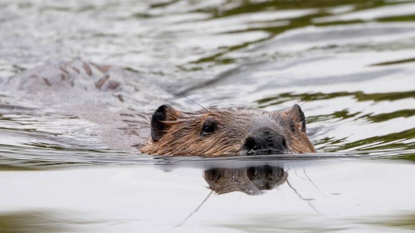 Beaver swimming in water