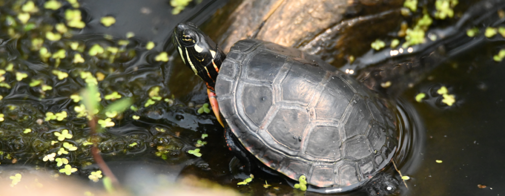 Pop-up Nature Crafts - Shaver’s Creek Environmental Center