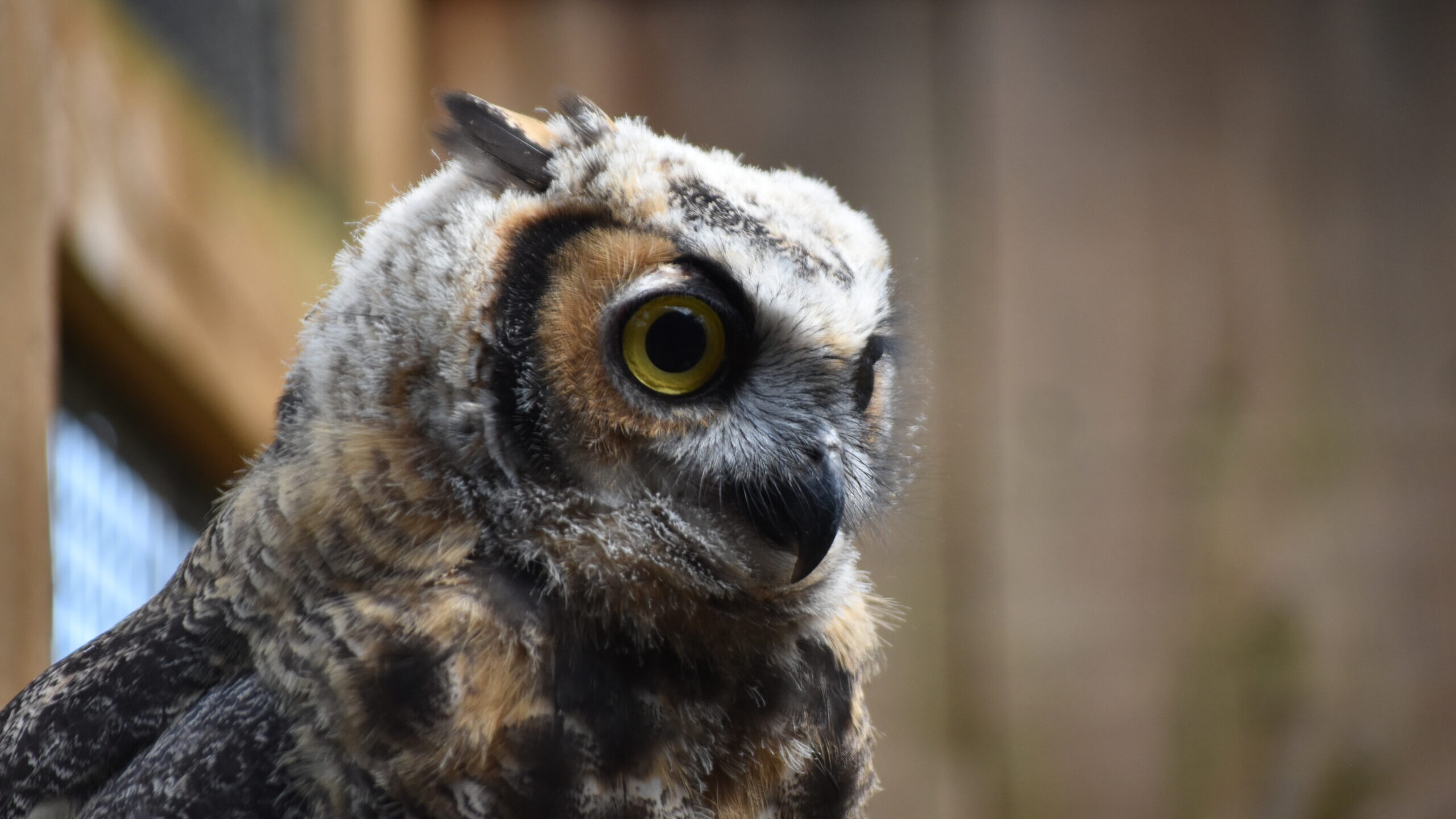 Sunny, the Great Horned Owl