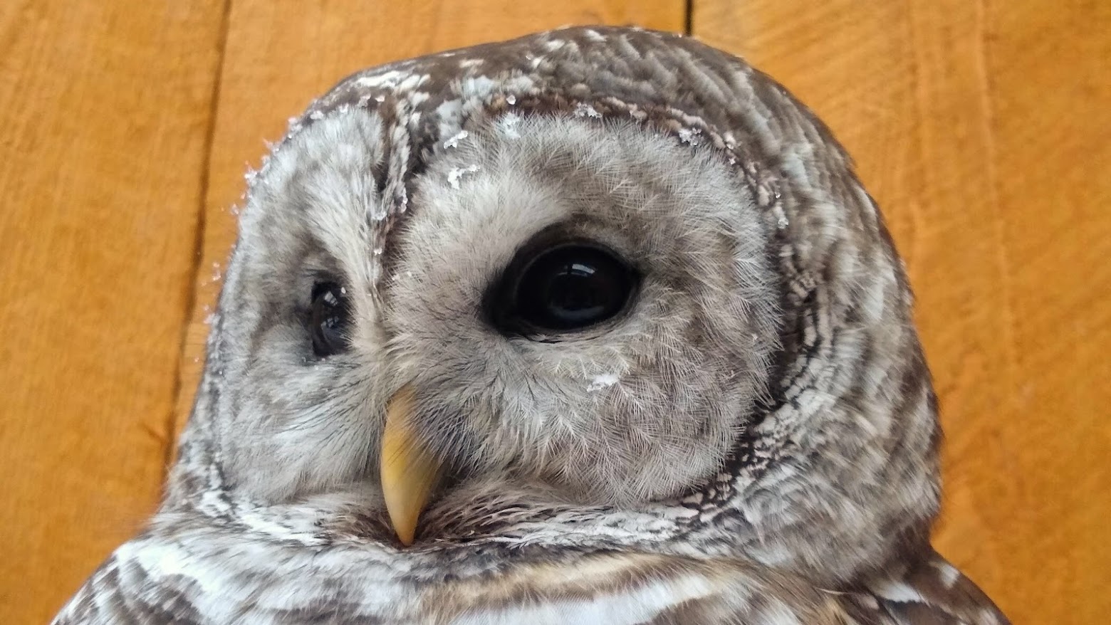 Close up of a barred owl