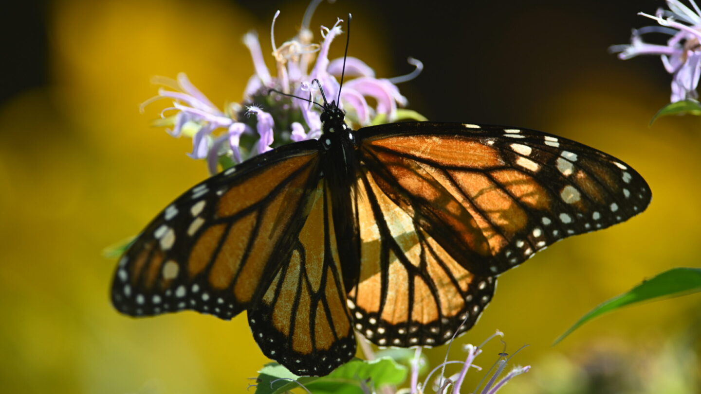 Using Plants to Attract Beneficial and Beautiful Wildlife