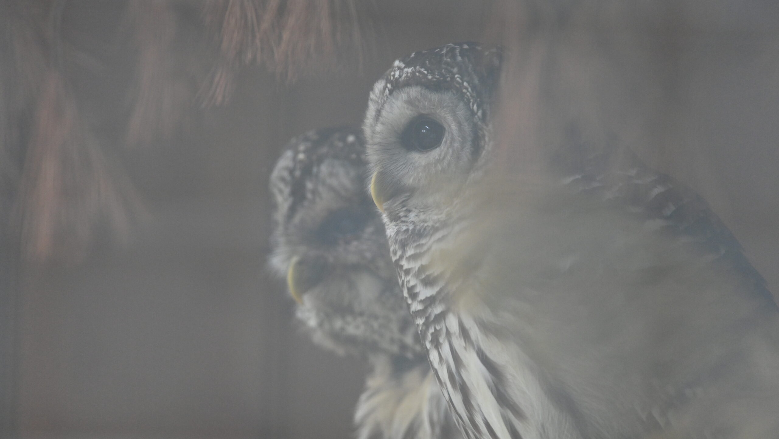 Owltober in the Aviary