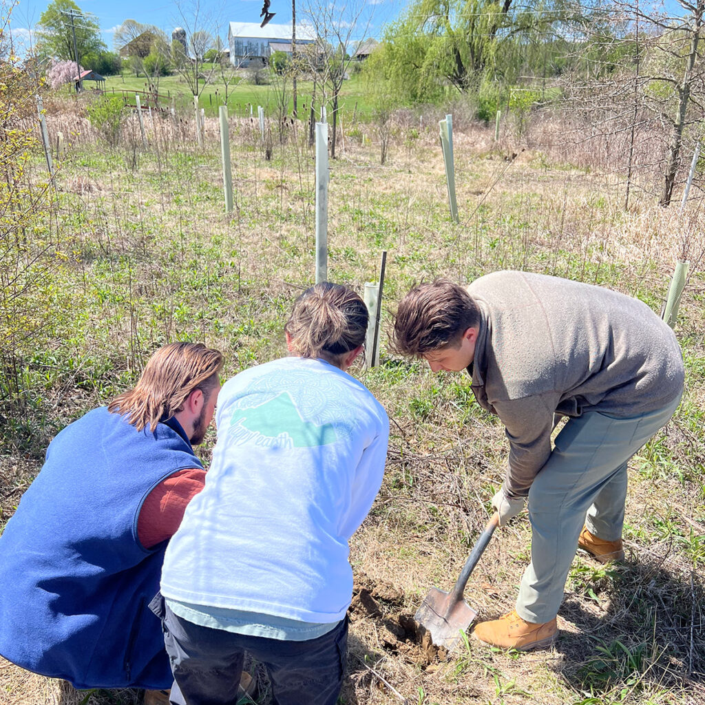 Three volunteers work to dig a hole for a sapling.