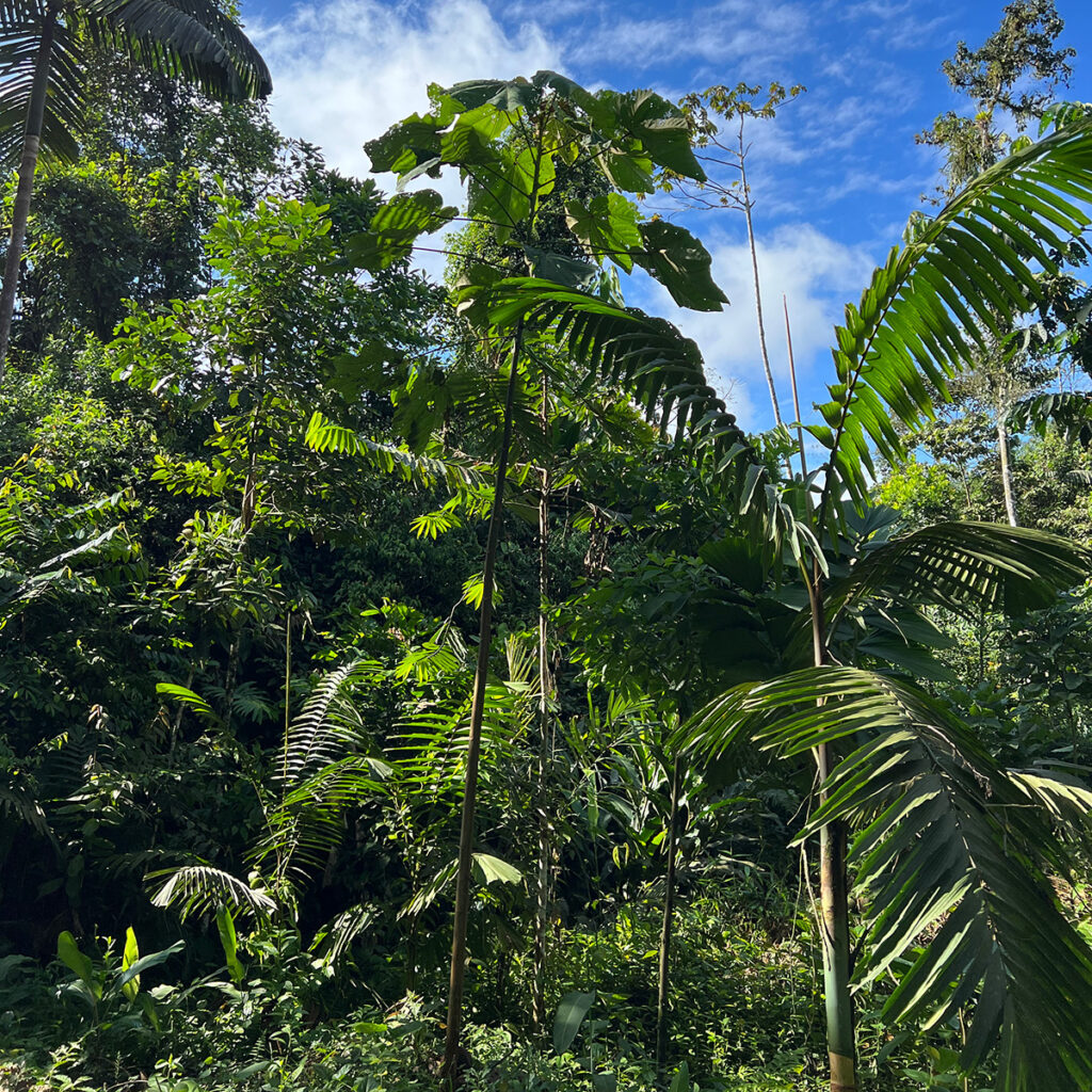 The lush forest of Ecuador.