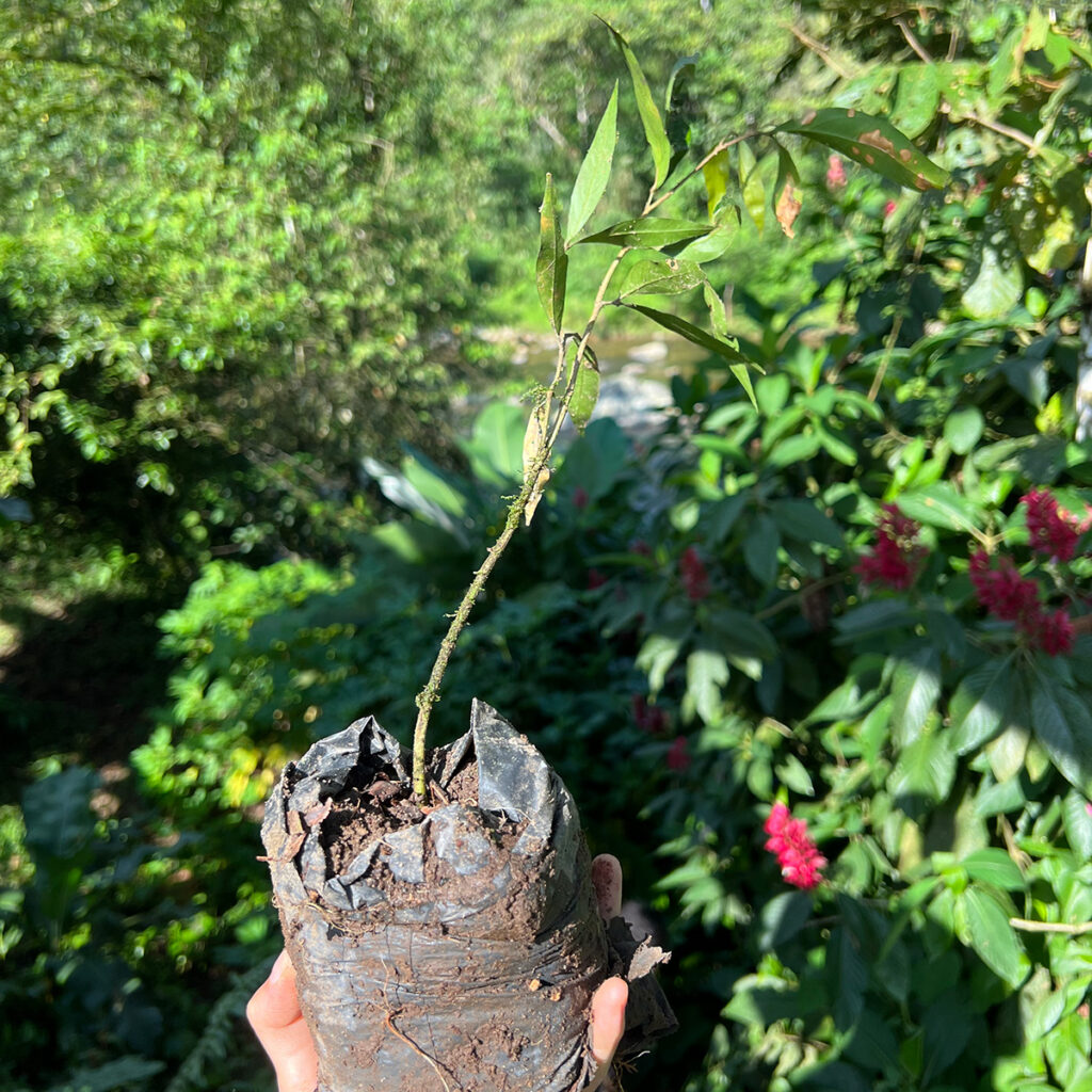 A small sapling being held in a person's hand.