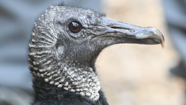 Black Vulture