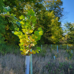 A newly planted sapling in Musser Gap.