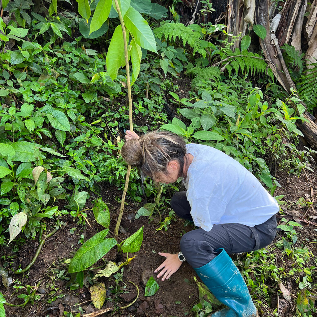 Planting a sapling in Ecuador.