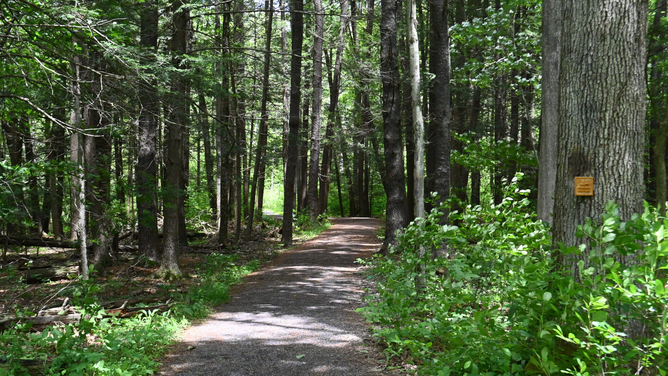 A trail leading through a forest.