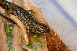 Sammy the Tiger Salamander