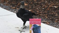 Matilda the Black Vulture posing with a copy of Katie Fallon's book.