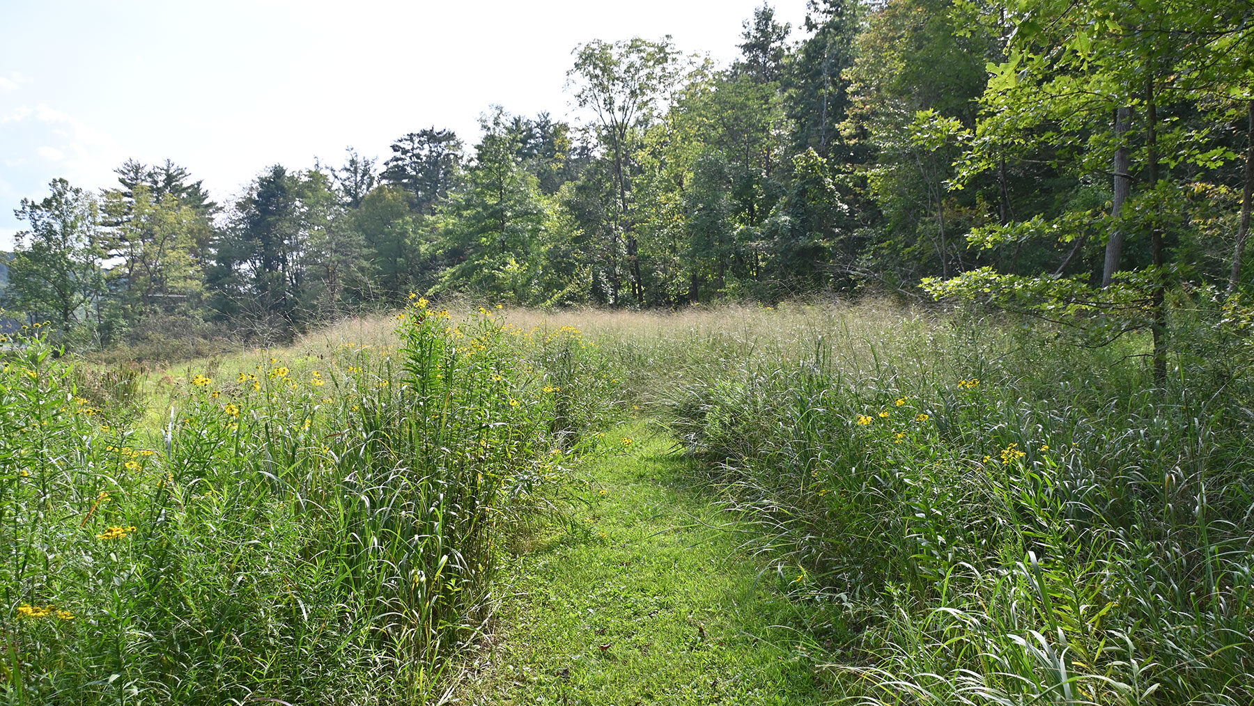 A view of Hawk's View Meadow, showing a mown path cutting through tall grasses