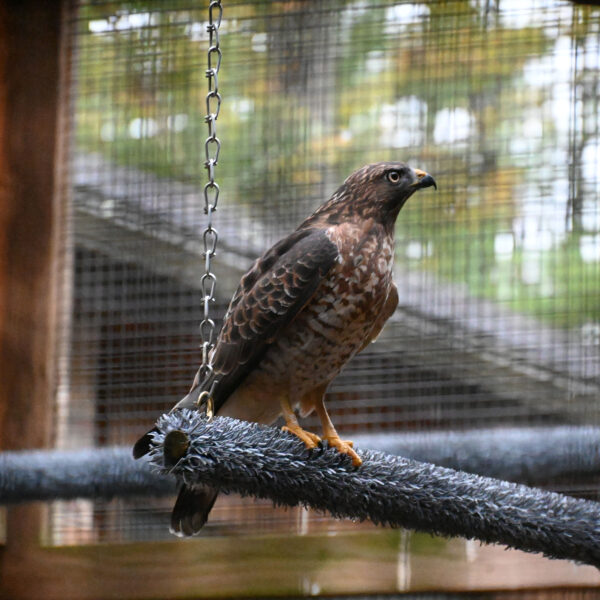 A broad winged hawk in captivity sits on a swinging perch