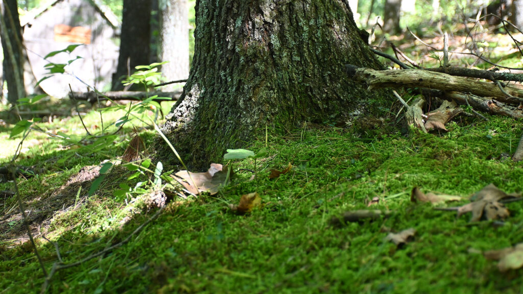 The base of a large tree emerging from the green moss of the forest floor