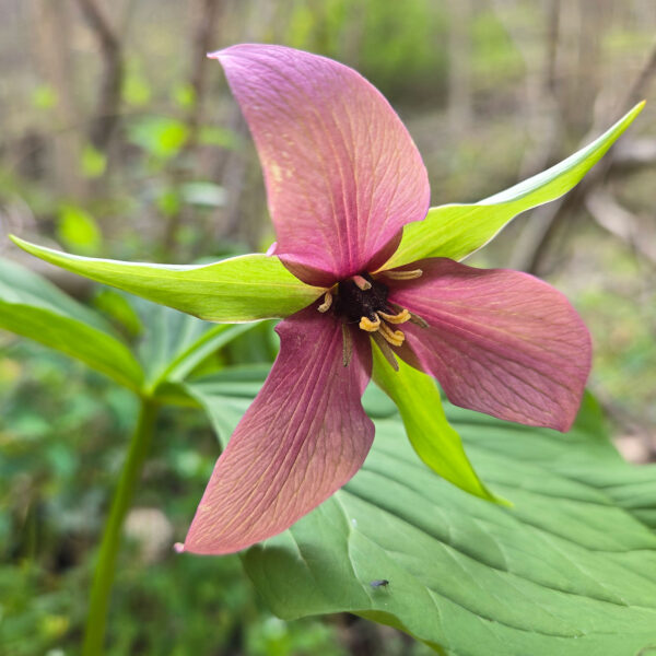 A red trillium flower