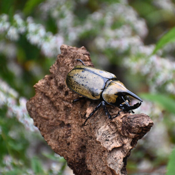 Rhinoceros beetle