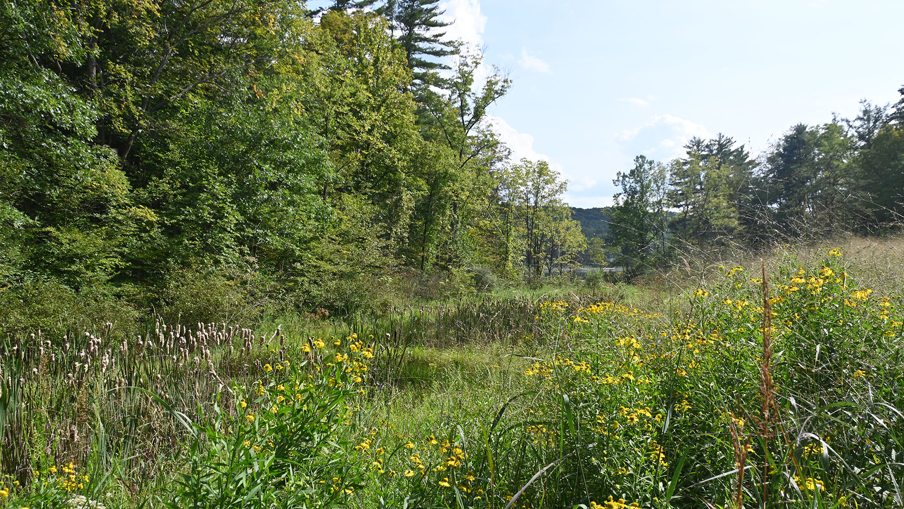 Early successional habitat showing a diverse selection of plant species from wildflowers to young trees.