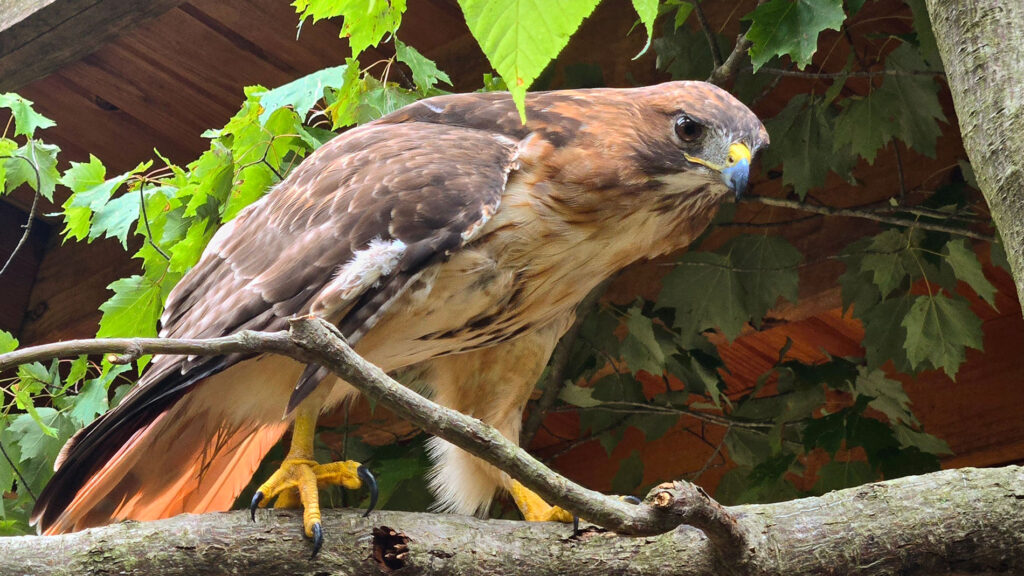 Jamaica the Red-tailed Hawk perched on a branch in her enclosure.