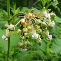 Poke Milkweed flowers