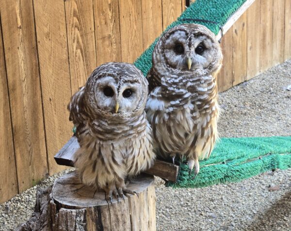 Two Barred Owls sitting side by side in captivity