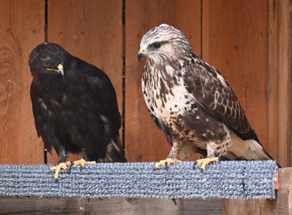 Rough-legged Hawks