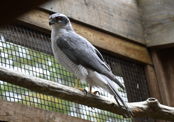 Northern Goshawk