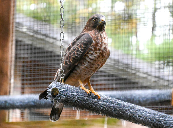 Broad-winged hawk